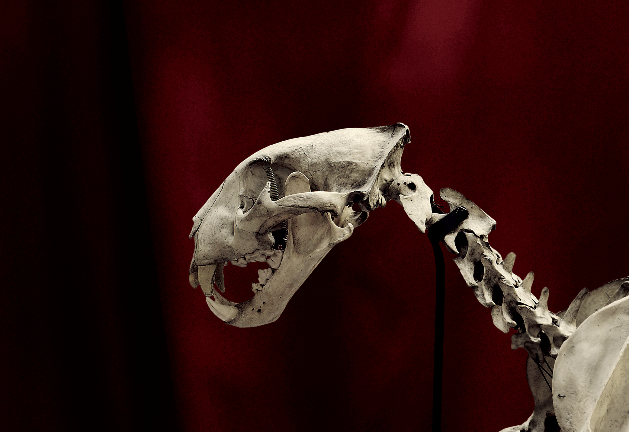 Skeletons